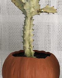 ghost cactus